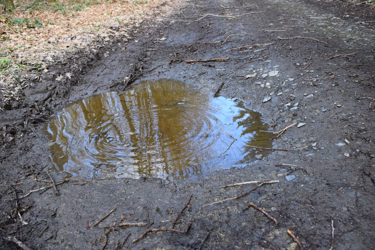A muddy woodland puddle