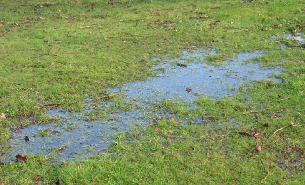A long puddle across grass
