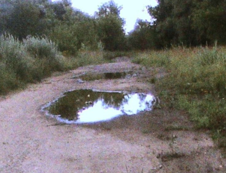 A newly discovered puddle breed