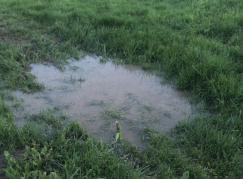 A shallow puddle surrounded by thick grass
