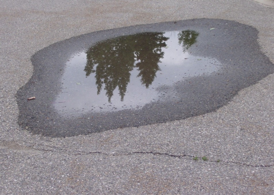 A broad puddle reflecting trees on asphalt