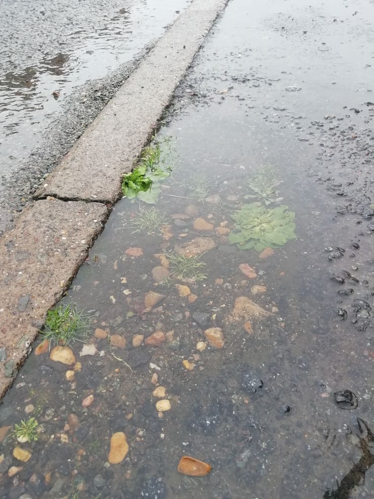 A curbside puddle containing stones and small plants